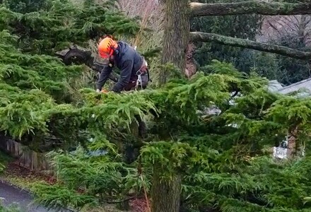 Tree Pruning and Trimming